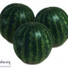 Watermelon krimstar f1