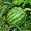 Watermelon se brine od a do z - korisni savjeti i trikovi