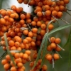 Morski buckthorn: korisna svojstva i kontraindikacije, za žene i muškarce
