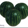 Watermelon krimstar f1