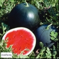 Watermelon ogonek