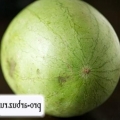 Watermelon rafinet