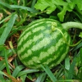 Watermelon se brine od a do z - korisni savjeti i trikovi