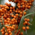 Morski buckthorn: korisna svojstva i kontraindikacije, za žene i muškarce