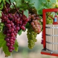 Pregled preše za vino, rukovanje drobiljem i pritiskom soka od grožđa, zamena vinskog prescreeta