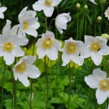 Šumska anemona ili anemona - briga i pravila za izbor susjeda