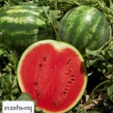 Watermelon au producent