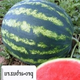 Watermelon bologsky