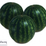 Watermelon krimstar f1