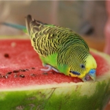 Meni za lubenice za valoviti papagaj