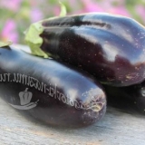 Sjatnici u paradajz soku