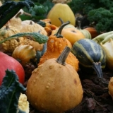 Dekorativna bundeva: ukras i delicija. Najbolje ocjene, savjeti za obradu