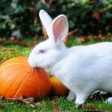 Bilo da se zečevi jedu bundevu?