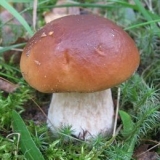 Bijele marinirane gljive