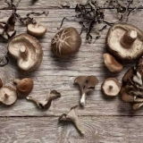 Šitake gljive (2 vrste i 8 recepata)