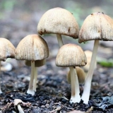 Otrovne gljive (14 vrsta gljiva)