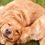 Liječenje lišavanje ili buve u psima sirće