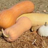 Najbolji razredni muskatni bundevi - opis i sortne karakteristike