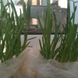 Najbolji način za rast luka na pero bez zemljišta