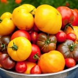 Mala paradajza - najbolje sorte paradajza za otvoreno tlo
