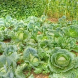 Prskanje kupus sirće iz štetočina