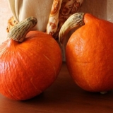 Glavne karakteristike šumskog bundeve razreda: karakteristike uzgoj...