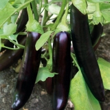 Pravila uzgoja patlidžana mač samurai