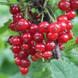 Recepti crvene ribizle za zimu bez kuhanja