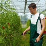 Prevara za dahniku: extra-core podccalink paradajz