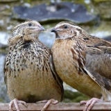 Simptomi prepelice i metode njihovog tretmana