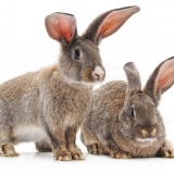 Simptomi i liječenje uho bolesti u zečevima