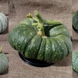 Sorte sa fotografijama i opis bundeve zelene boje: da li kupiti i u...