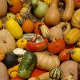 Sorte bundeve: vrtlar za baštovan za grupe i sorte povrća