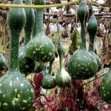 Bočica bundeve: opis i karakteristike raznolikosti. Da li vrijedi kupiti sjeme?