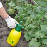 Ekstraktivno hranjenje krastavaca: kada i kako