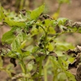 Žuti vrhovi krompira - dijagnoza krompirnih bolesti od vrhova