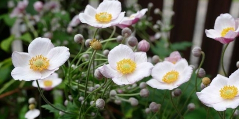 Japanski annemon - jesenski vrtni ukras