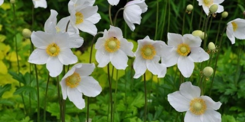 Šumska anemona ili anemona - briga i pravila za izbor susjeda