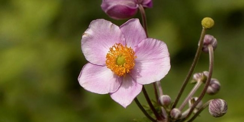 Anemone jesen - opis, slijetanje i briga za blagi cvijet