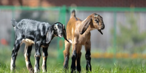 Engleski-nubijske koze - pravila za uzgoj i sadržaj