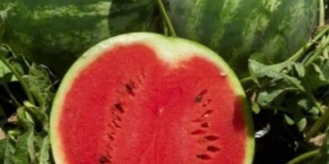 Watermelon au producent