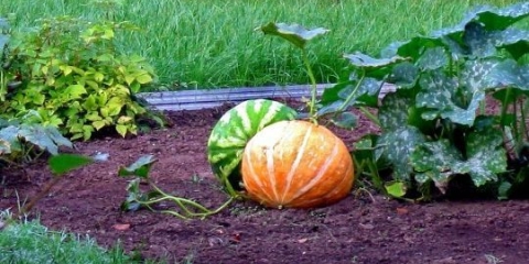 Lubenica i bundeva: stvorena jedno za drugo