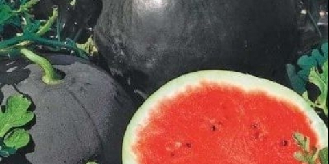 Vodenica crvena zvezda f1