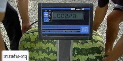 Lubenica ruska veličina f1