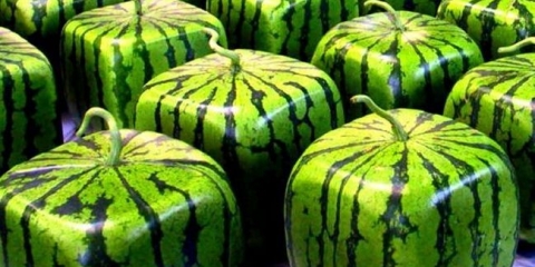 Vodenica kvadratura: genetičke mutacije ili fantasy creative gardens