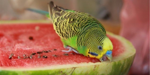 Meni za lubenice za valoviti papagaj