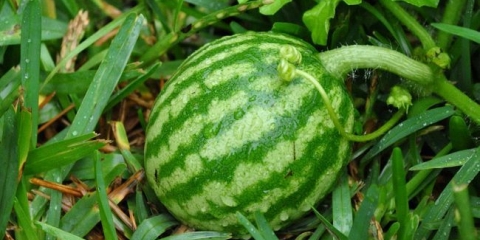 Watermelon se brine od a do z - korisni savjeti i trikovi