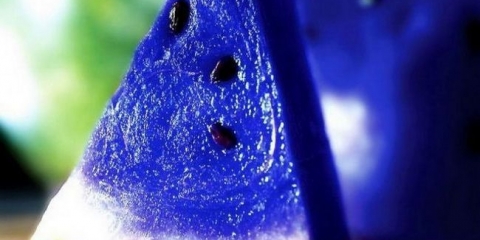 Lubenice sa plavom celolovom: plava magla u očima kupci