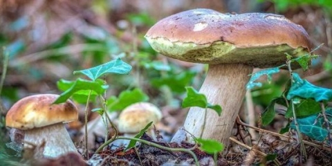 Bijele gljive (savjeti i 5 recepata)