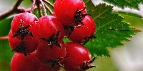 Glodajte njegove korisne svojstva i kontraindikacije za muškarce, za žene